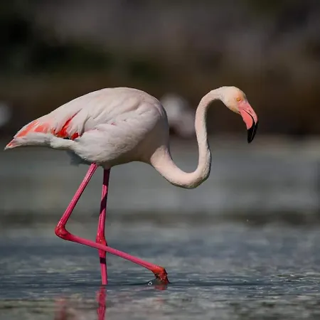 , Vacaciones ,piscina,wifi